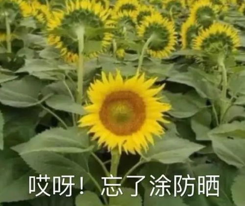 向日葵安卓系统表情图,阳光照耀下的情感表达